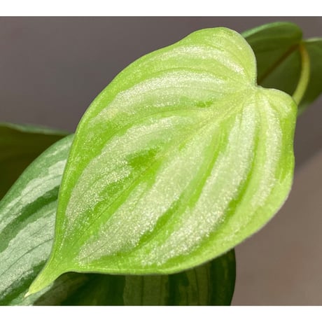 Philodendron sp. from Ecuador
