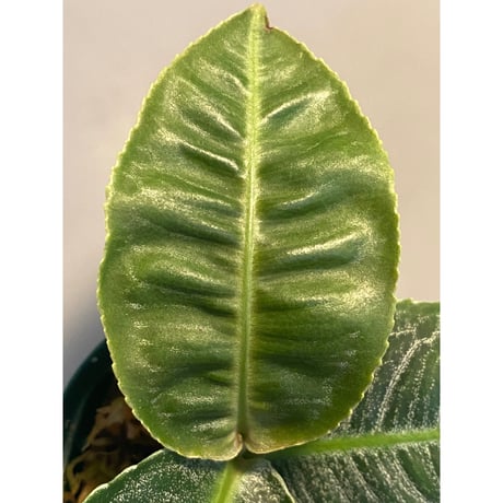 Ardisia sp. from Aceh Selatan [HW0816-03]