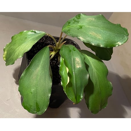 (大株) Bucephalandra sp. Green wavy broad reaf [トロピカ社] ②