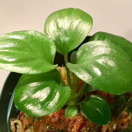 Homalomena sp. "赤銀"x？ from West java wf1[KZT]タグ付き