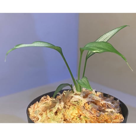 Homalomena sp. White leaf from "Pendang" Kal tengah [TB]