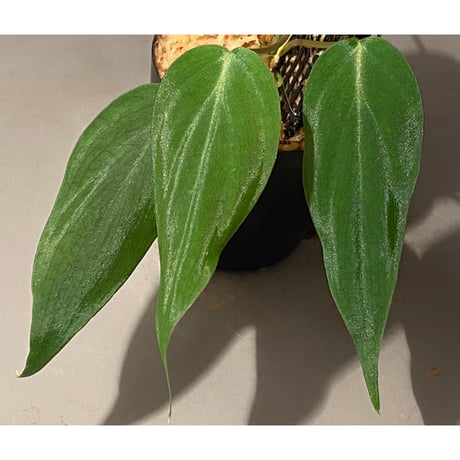 Philodendron micans