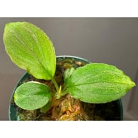Homalomena sp. from Solok sumatera [LA0616-03]
