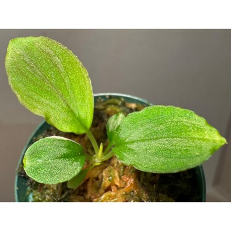 ホマロメナ | STORES