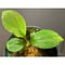 Homalomena sp. from Solok sumatera [LA0616-03]