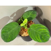 Bucephalandra sp. Chocolata カミハタ便 Bucephalandra sp. Chocolata カミハタ便