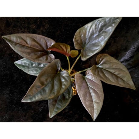 Syngonium sp. from Choco Colombia [tanakay]