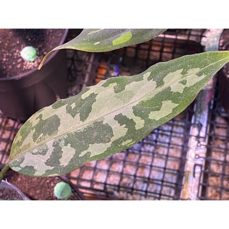 Aglaonema pictum A "しるば〜らいん" from Aceh sumatera [LA0216-03i]