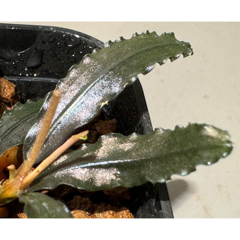 ブセファランドラsp. シラット・サークル 2株 最新 ブセファランドラsp