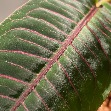 (大株) Labisia sp. from Riau sumatera