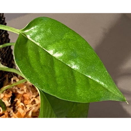 Philodendron sp. from Venezuela [tanakay]