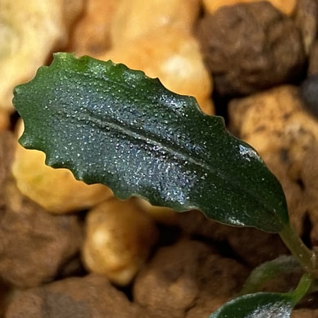 Bucephalandra sp. from "Mangat" [MF0417-2A] ③