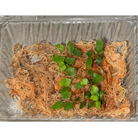 Microgramma heterophylla 伊藤蟻植物農園