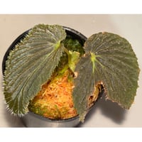 Begonia sp. from Kapuas hulu