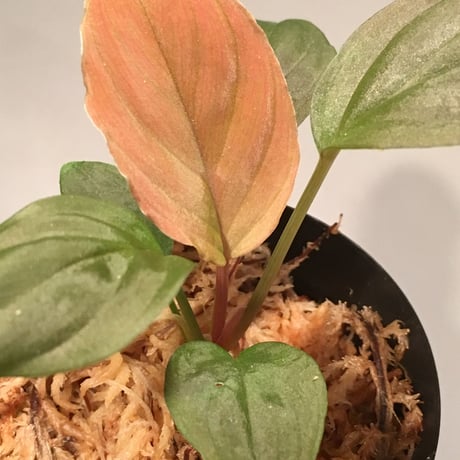 Homalomena sp. from Lundu [TK231017]