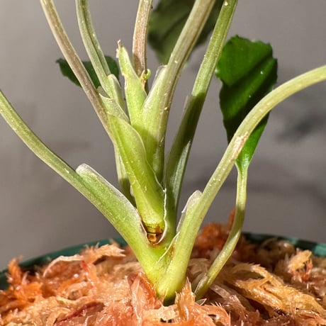 Homalomena sp. from Siberut sumatera [LA0212-00]