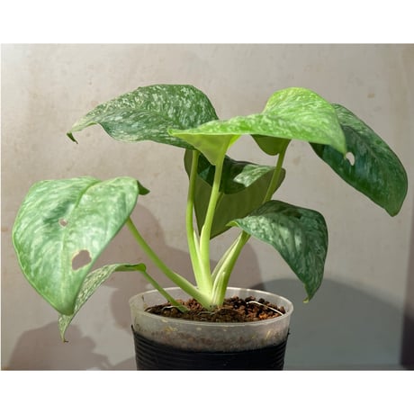 Schismatoglottis sp. from Sanggau