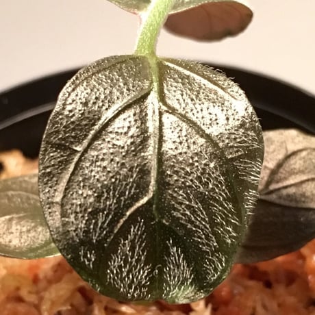 Acanthaceae gen. from Matang [TK211017]