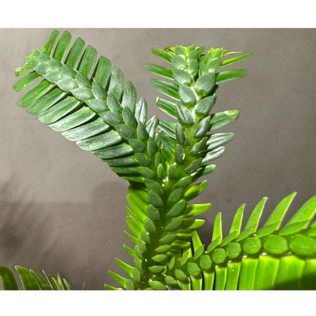 Selaginella sp. from Sanggau