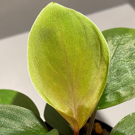 Homalomena sp. from Borneo