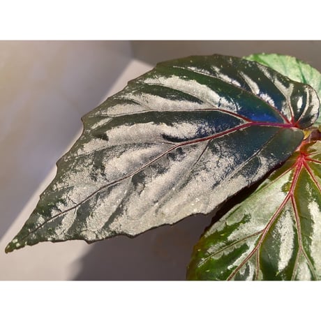 Begonia sp. from Sarawak