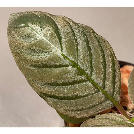 Ophiorrhiza sp. from Papua Barat[LA0319-01]