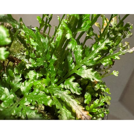 (大株) Bolbitis sp. from Kidapawan Mindanao