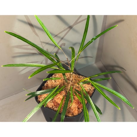 Codiaeum peltatum ニューカレドニア 中央山脈 標高600m付近 [KSB]
