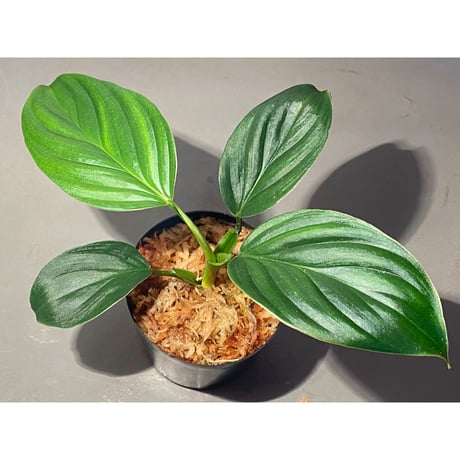 Philodendron sp. from Iquitos Peru [tanakay]