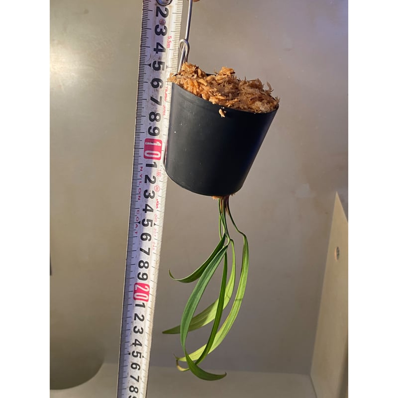 Homalomena anthurioides from 
