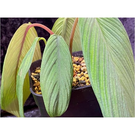 Homalomena plicata "Aceh selatan" Aceh Sumatra [TB]