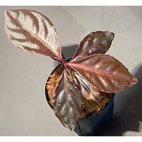 Ardisia sp. "Pink edge" from Pulau Lingga