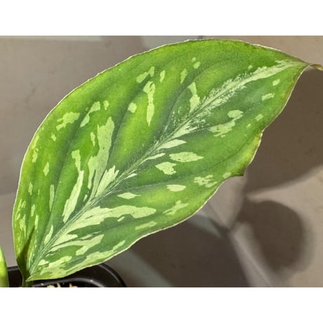 Aglaonema pictum "Rainy Blue" BNN from Sibolga timur [AZ0817-4c]
