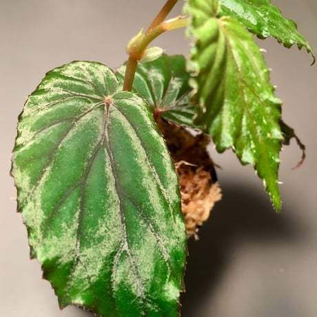 Begonia sp. Nueva Vizoaya 1500m from Luzon Philippines [YFK]