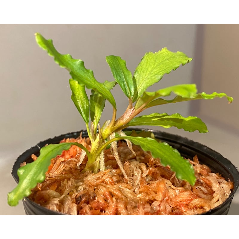Bucephalandra SP.KAYU LAPIS ブセファランドラ Bucephalandra Kayu Lapis | Shop Live Aquarium Plants - Buce