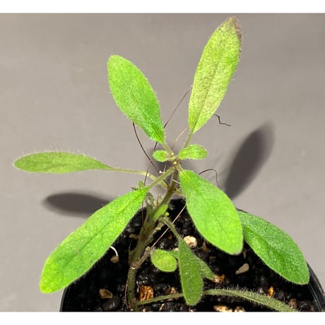 Codonoboea sp. from Sumatera barat [LA0317-01]