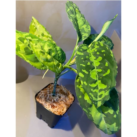 Aglaonema pictum GW1410 from Padang sidempuan [TB]
