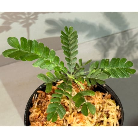 Biophytum cf. sensitivum [LA]