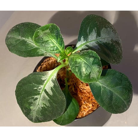 Gymnostachyum sp. from Aceh sumatera [LA1116-02]