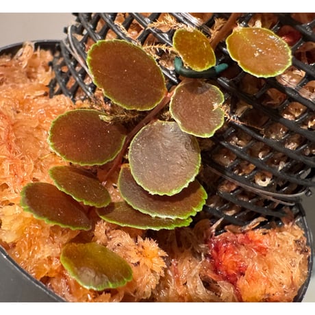 Marcgravia sp. from Tarapoto Peru