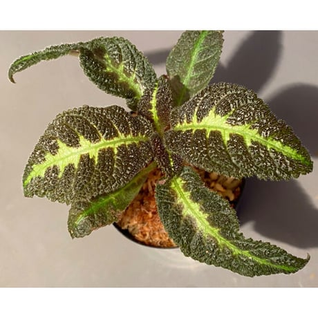 (３芽立ち) Nautilocalyx picturatus