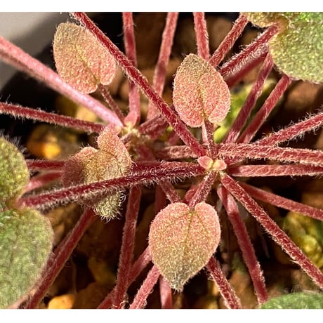 Sonerila dongnathamensis [LA]