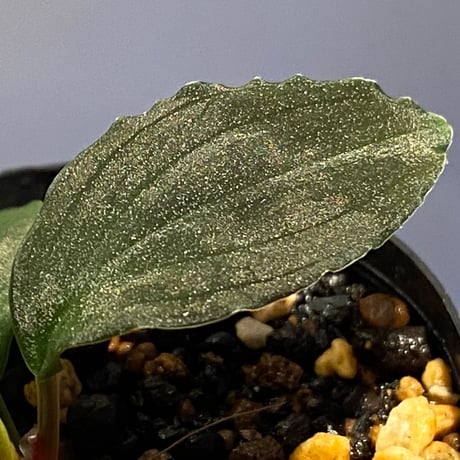 Homalomena sp. Sabah-2 [R1217-01c]