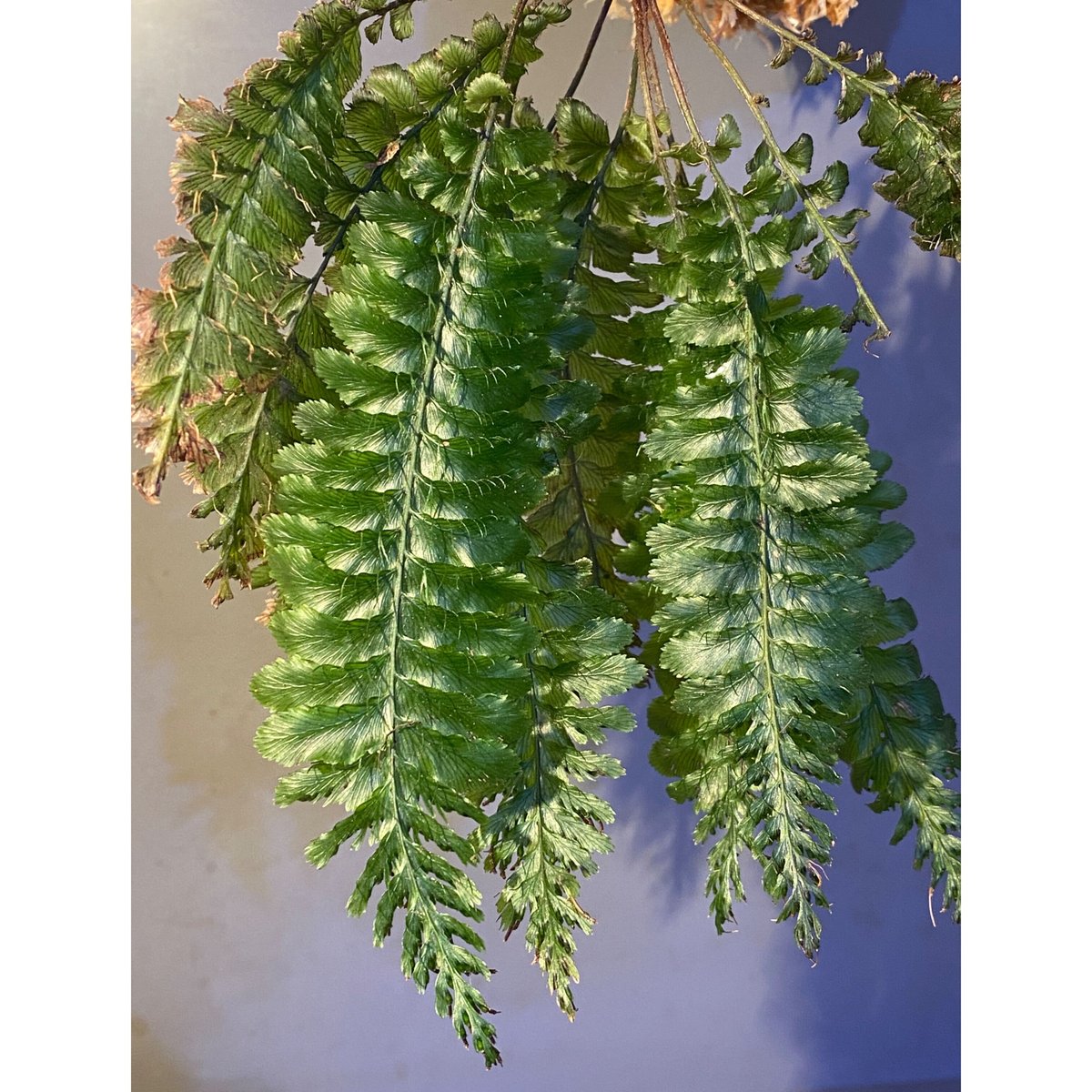 その他観葉植物 Cephalomanes sp. ' Manacapuru, Brasil Cephalomanes sp. from Khlong Yai Trat Thailand