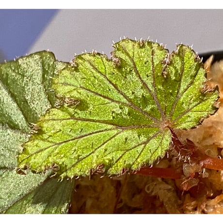 Begonia Hyb. (Halmahera × Aceh)