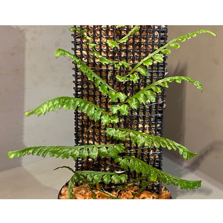 Teratophyllum aculeatum from Nanga pinoh [TB]