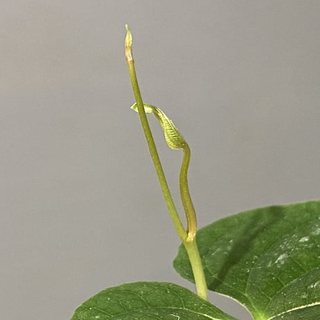 Dioscorea sp. from Chiang Mai [TK290518-1]