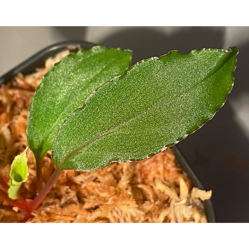 Homalomena sp.竜鱗 Riau【LA0815-01】ホマロメナ LA_熱帯草屋 on X: 