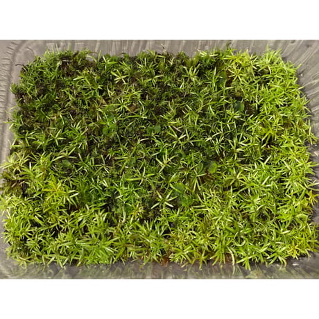 Moss from Ipoh State Malaysia