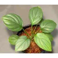 Homalomena sp. "Green" from Bogor